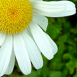 Copyright(c)2000$B!A(B Candybox All Rights Reserved